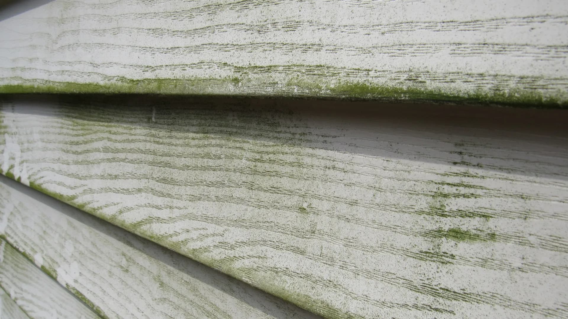 Mildew and algae growth across horizontal lap siding