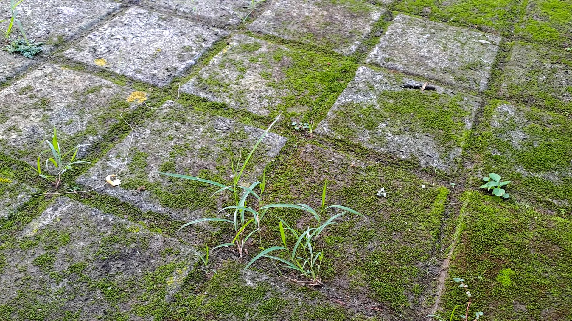 Moss growing in the joints of a paver walkway